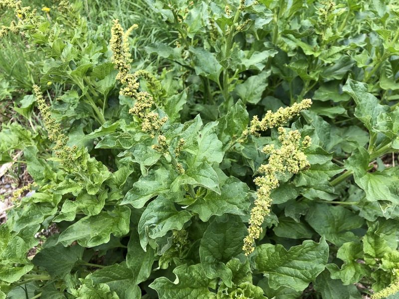 Blitum bonus-henricus, photographed by Jason Grant