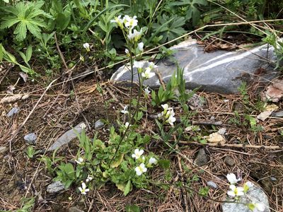 Arabis alpina