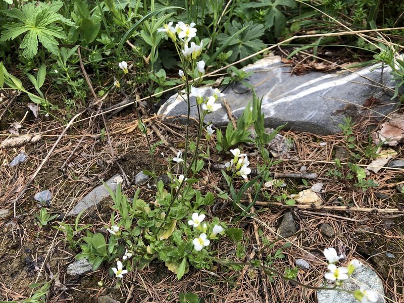 Arabis alpina, photographed by Jason Grant