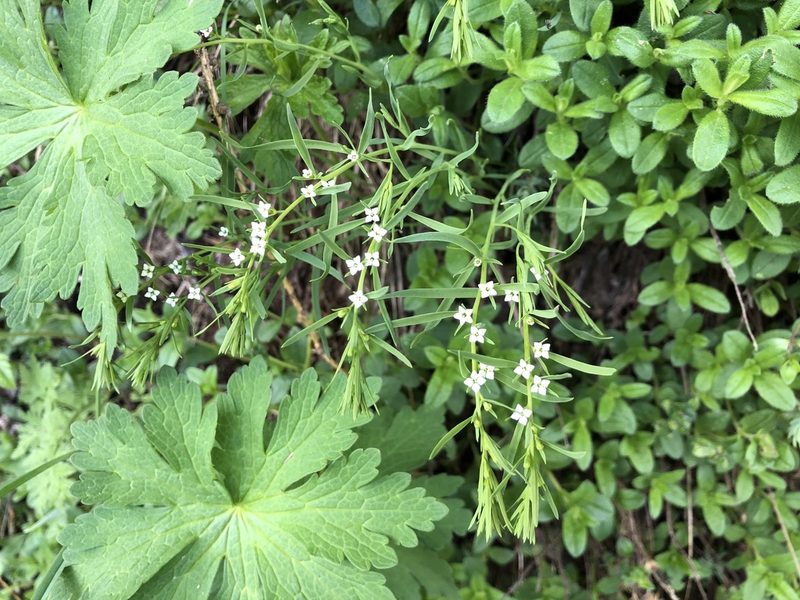 Thesium alpinum, photographed by Jason Grant