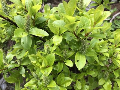 Salix hastata, photographed by Jason Grant