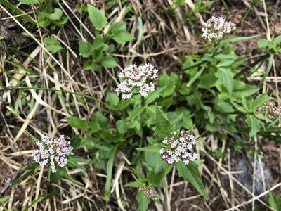 Valeriana tripteris, photographed by Jason Grant