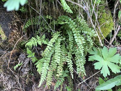 Asplenium viride, photographed by Jason Grant