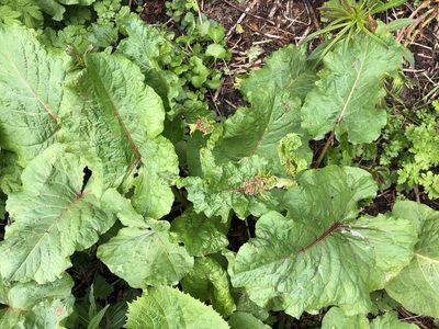 Rumex alpinus, photographed by Jason Grant