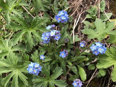 Myosotis alpestris, photographed by Jason Grant