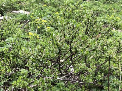 Salix foetida, photographed by Jason Grant