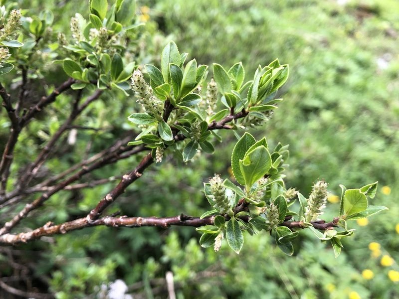 Salix foetida, photographed by Jason Grant