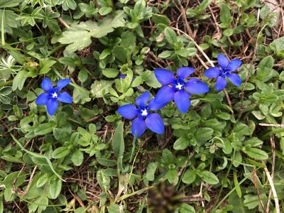 Gentiana verna, photographed by Jason Grant