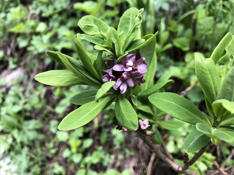 Daphne mezereum, photographed by Jason Grant