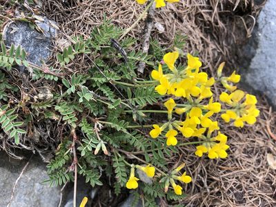 Hippocrepis comosa, photographed by Jason Grant