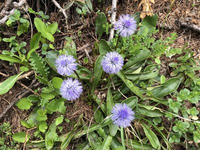 Globularia nudicaulis, photographed by Jason Grant