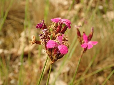 Dianthus carthusianorum, photographed by Yann Kemper