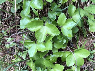 Hepatica nobilis, photographed by Jason Grant