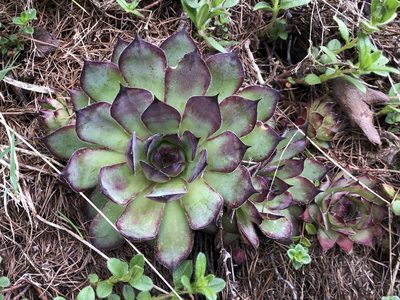 Sempervivum tectorum, photographed by Jason Grant