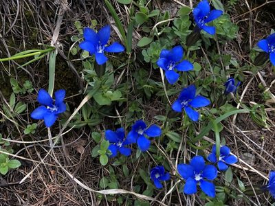 Gentiana verna, photographed by Jason Grant