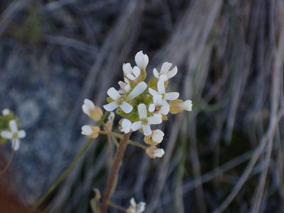 Sandbergia whitedii, photographed by Julia Carr