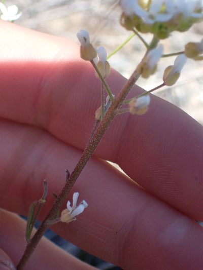 Sandbergia whitedii, photographed by Julia Carr