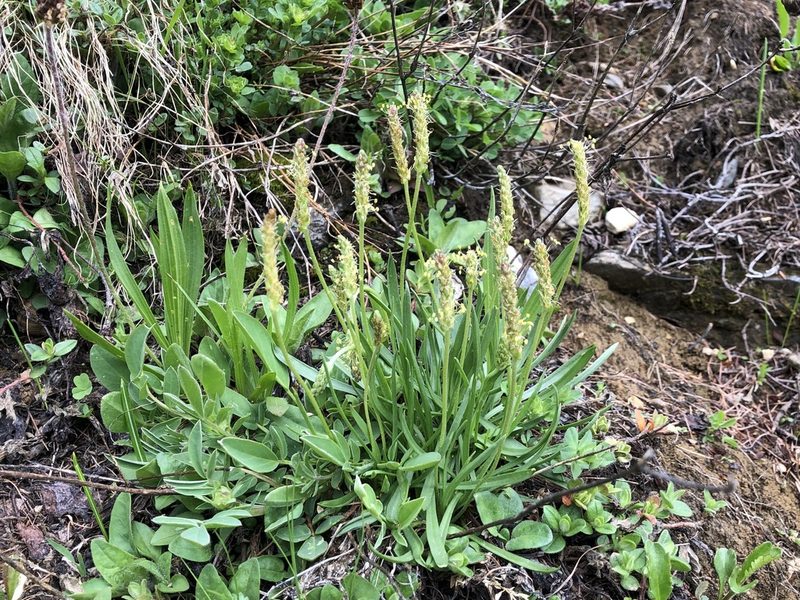 Plantago alpina, photographed by Jason Grant