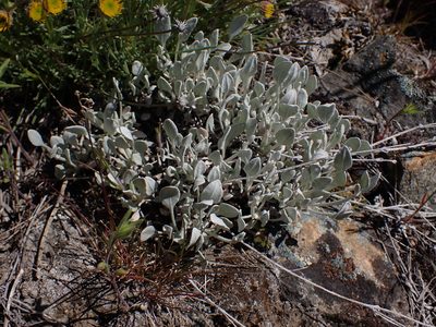 Eriogonum niveum, photographed by Julia Carr