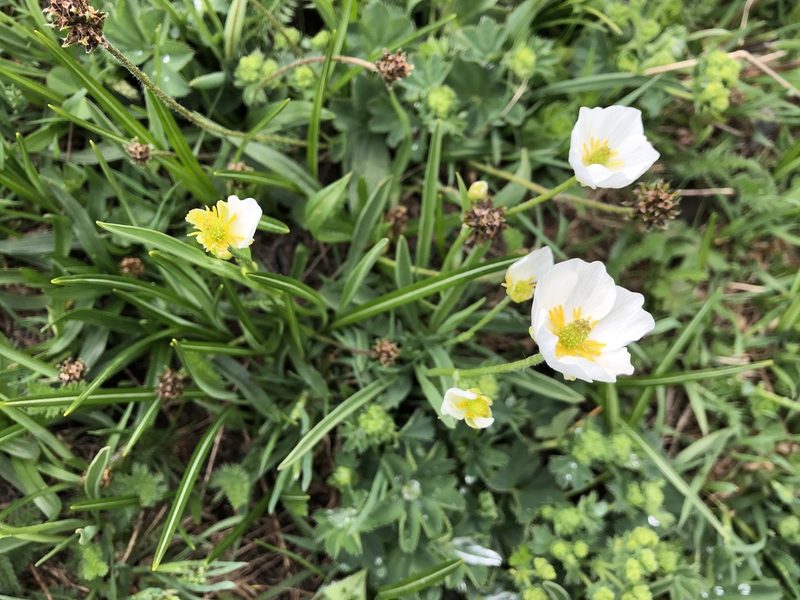 Ranunculus kuepferi, photographed by Jason Grant