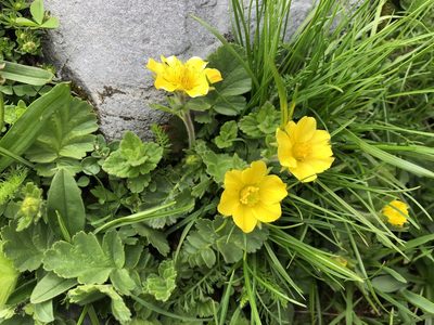 Geum montanum, photographed by Jason Grant