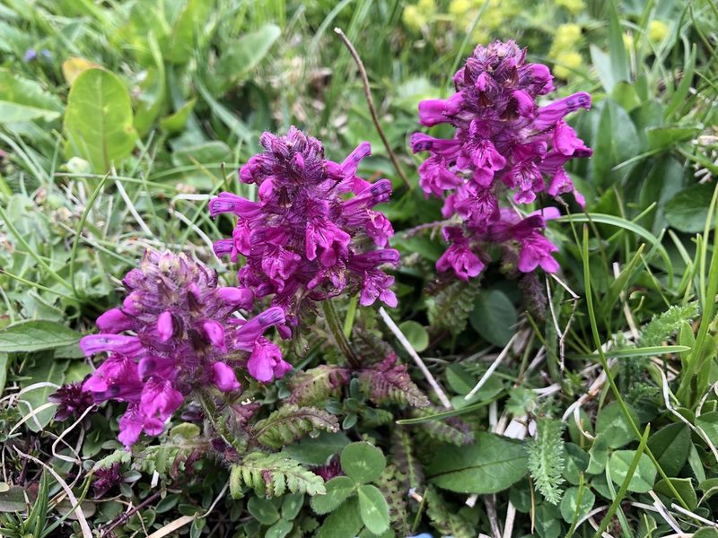 Pedicularis verticillata, photographed by Jason Grant