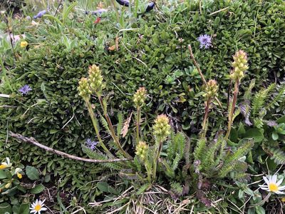 Pedicularis ascendens, photographed by Jason Grant