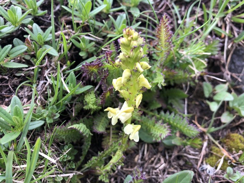 Pedicularis ascendens, photographed by Jason Grant