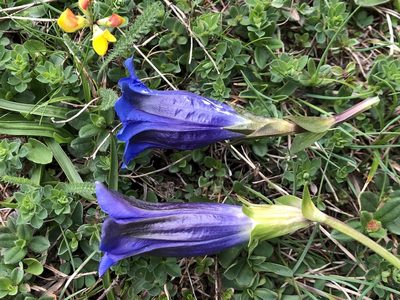 Gentiana clusii, photographed by Jason Grant