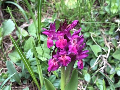Dactylorhiza sambucina, photographed by Jason Grant