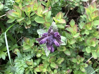 Bartsia alpina, photographed by Jason Grant