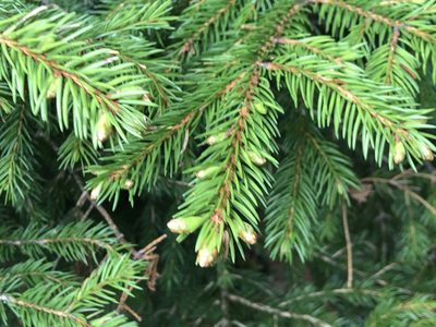 Picea abies, photographed by Jason Grant