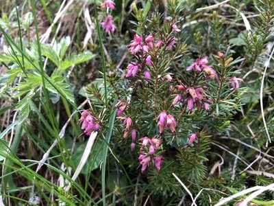 Erica carnea, photographed by Jason Grant