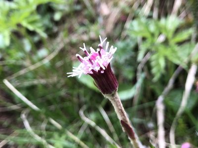 Homogyne alpina, photographed by Jason Grant