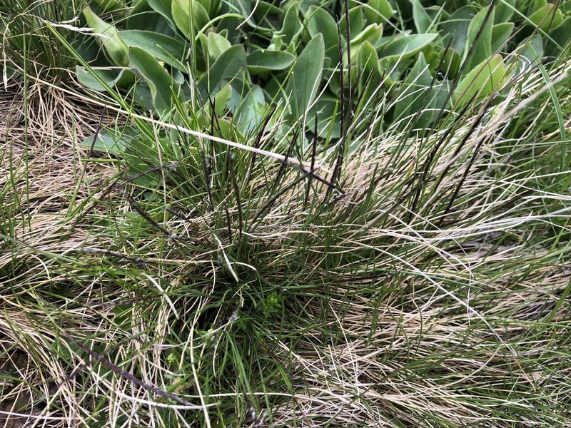 Nardus stricta, photographed by Jason Grant
