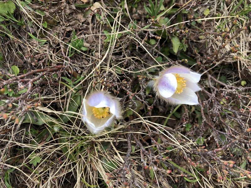 Pulsatilla vernalis, photographed by Jason Grant