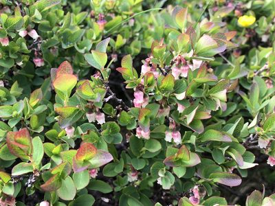 Vaccinium uliginosum, photographed by Jason Grant