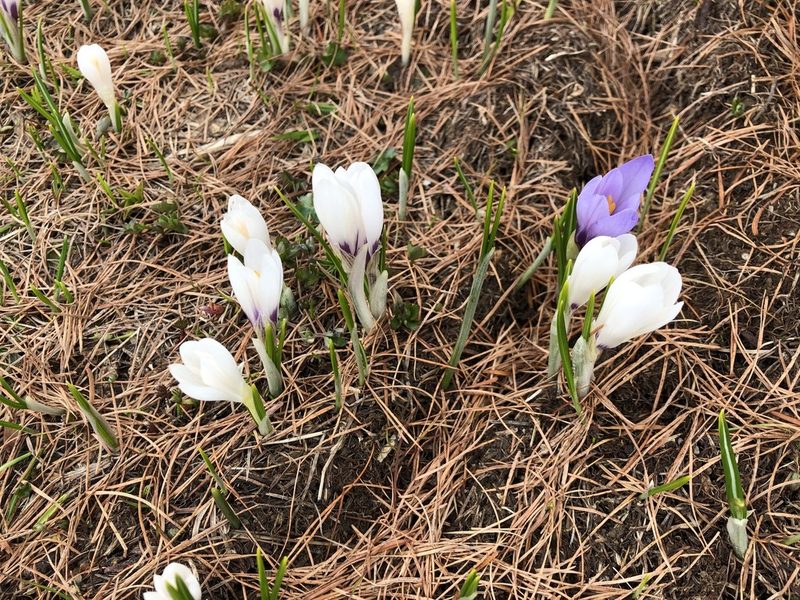 Crocus vernus, photographed by Jason Grant
