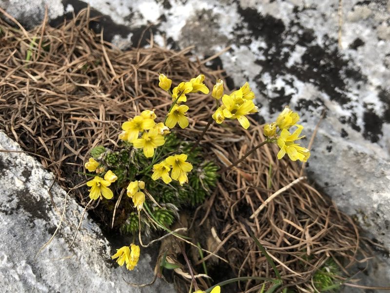 Draba aizoides, photographed by Jason Grant