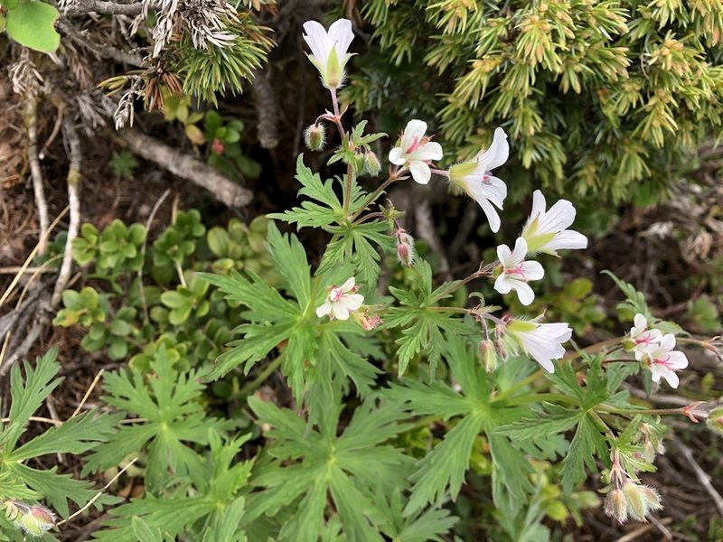 Geranium rivulare, photographed by Jason Grant