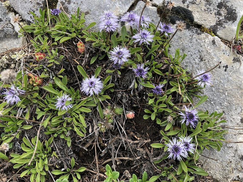 Globularia cordifolia, photographed by Jason Grant