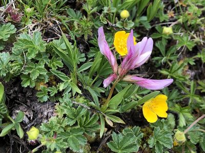 Trifolium alpinum, photographed by Jason Grant