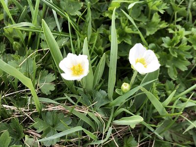 Ranunculus kuepferi, photographed by Jason Grant