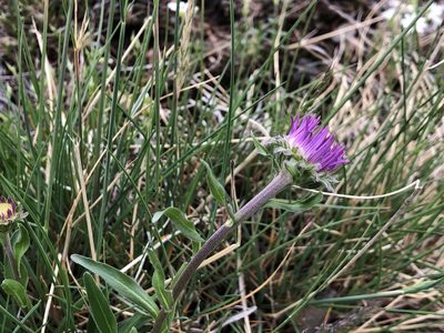Aster alpinus, photographed by Jason Grant