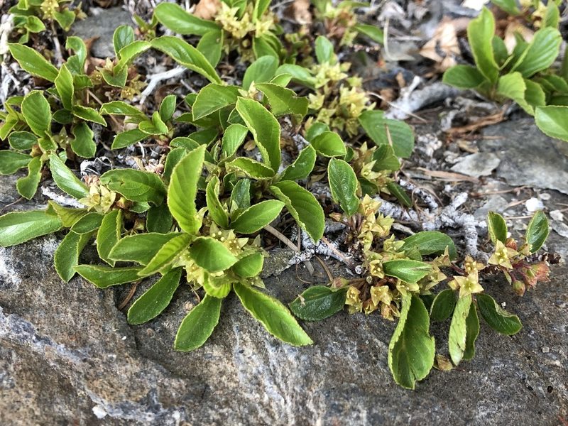 Rhamnus pumila, photographed by Jason Grant