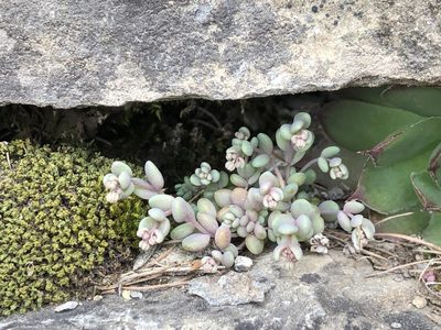 Sedum dasyphyllum, photographed by Jason Grant