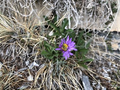 Aster alpinus, photographed by Jason Grant