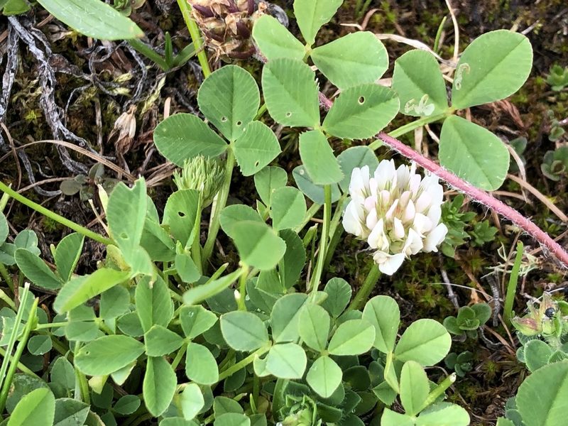 Trifolium thalii, photographed by Jason Grant