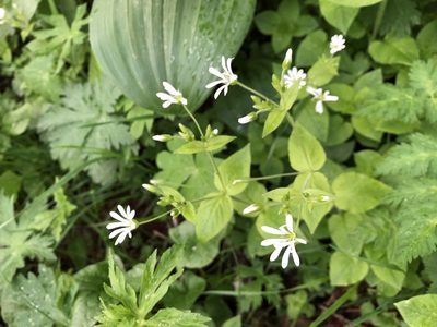 Stellaria nemorum, photographed by Jason Grant
