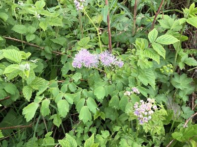 Thalictrum aquilegiifolium, photographed by Jason Grant